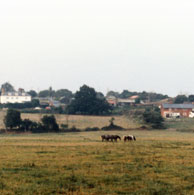Rushbanks
