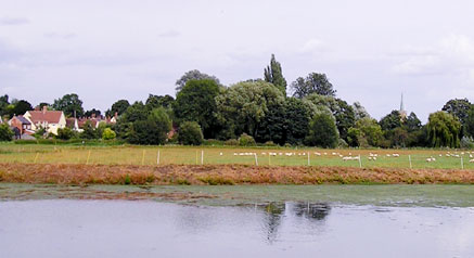 Meadow Sheep
