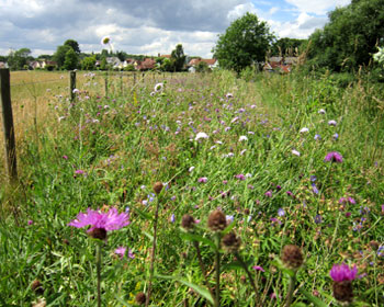 Wild Flowers