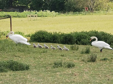 Swans