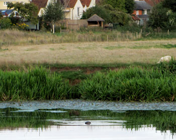 Otter Sighting